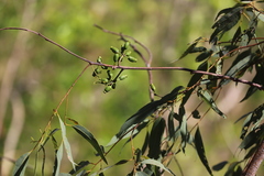 Eucalyptus phoenicea