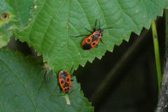 Pyrrhocoris apterus