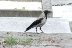 Corvus cornix