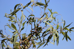 Eucalyptus phoenicea
