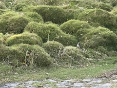 Zoysia