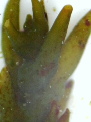 Ericaria selaginoides