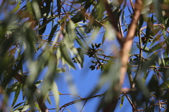 Eucalyptus phoenicea