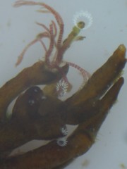 Ericaria selaginoides