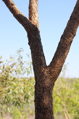 Eucalyptus phoenicea