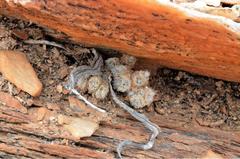 Anacampseros scopata