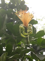 Pachira