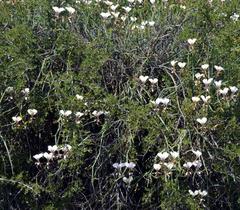 Pelargonium tetragonum