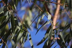 Eucalyptus phoenicea