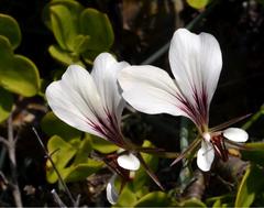 Pelargonium tetragonum