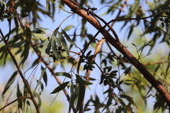 Eucalyptus phoenicea