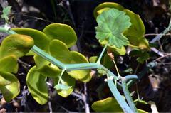 Pelargonium tetragonum