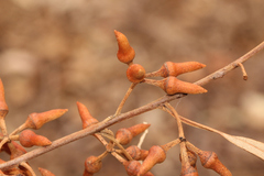 Eucalyptus seeana