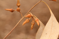 Eucalyptus seeana