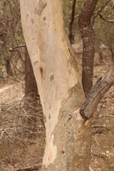 Eucalyptus seeana