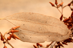 Eucalyptus seeana