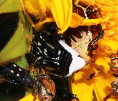 Pachycnema crassipes