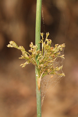 Juncus continuus
