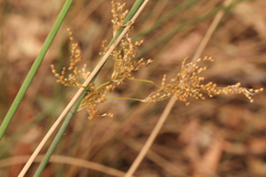 Juncus continuus