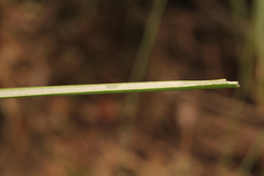 Juncus continuus