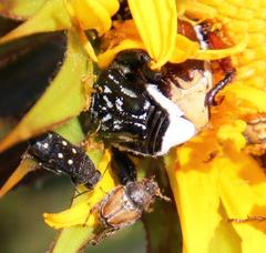 Pachycnema crassipes