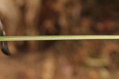 Juncus continuus