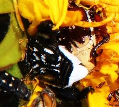 Pachycnema crassipes