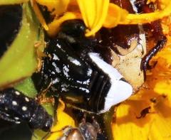 Pachycnema crassipes