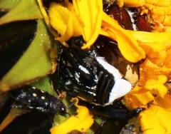 Pachycnema crassipes
