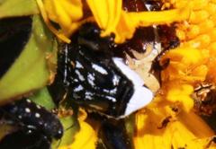 Pachycnema crassipes