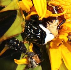 Pachycnema crassipes
