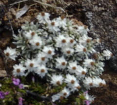 Helichrysum altigenum