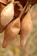 Ordgarius magnificus