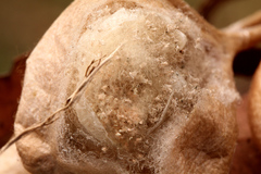 Ordgarius magnificus