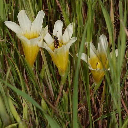 Romulea leipoldtii