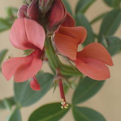 Indigofera porrecta porrecta