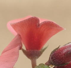 Indigofera porrecta porrecta