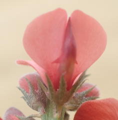 Indigofera porrecta porrecta