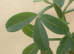 Indigofera porrecta porrecta