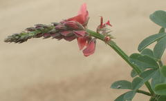 Indigofera porrecta porrecta