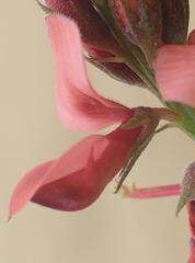 Indigofera porrecta porrecta