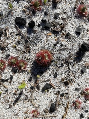 Drosera micrantha