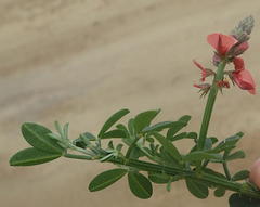 Indigofera porrecta porrecta