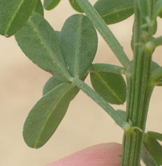 Indigofera porrecta porrecta