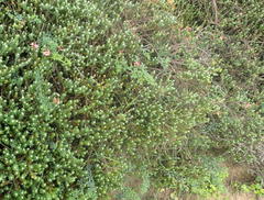 Indigofera porrecta porrecta