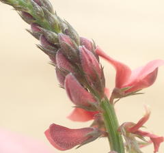 Indigofera porrecta porrecta