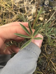 Lupinus lepidus lobbii