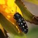 Acmaeodera decemguttata - Photo (c) Tony Rebelo, some rights reserved (CC BY-SA), uploaded by Tony Rebelo