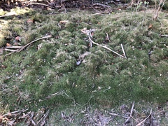 Zoysia