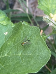 Condylostylus graenicheri